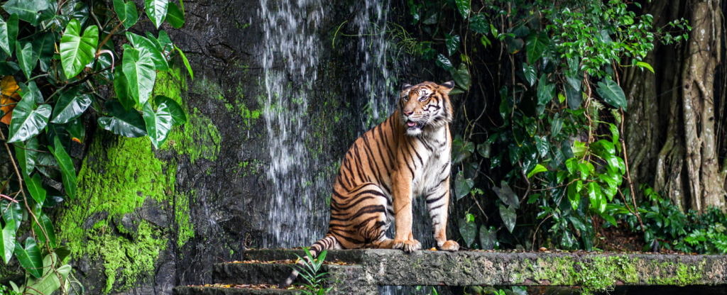 Into the Wild: Experience the Untamed Beauty of Chhatwal Tiger Resort