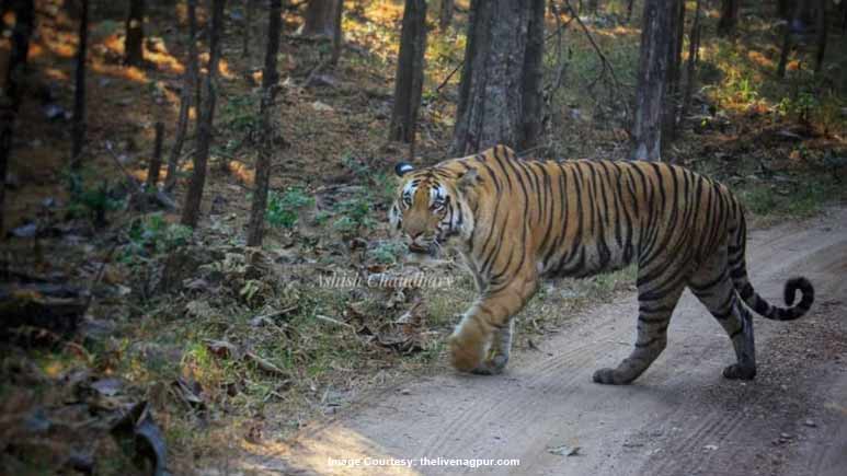 Visitors sighted the majestic Bengal tiger at Pench Tiger Reserve in Maharashtra on Friday evening.